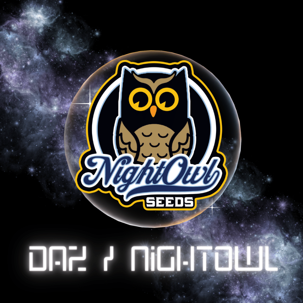 Daz Night Owl